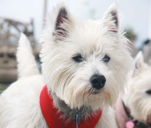 White West Highland Terrier Rescue